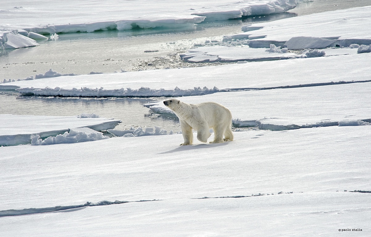 smelling bear (Ursus maritimus)