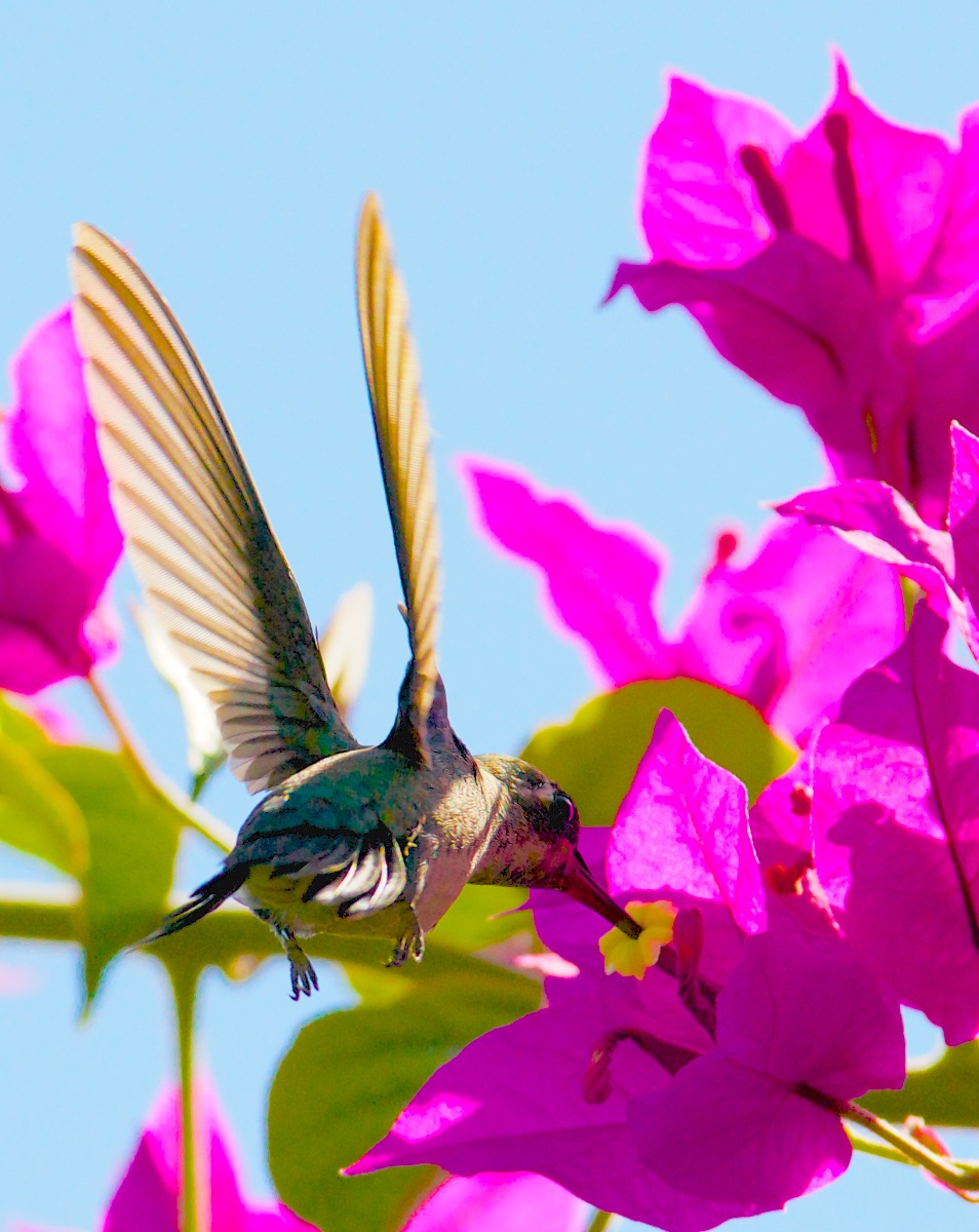 Picaflor (Chlorostilbon lucidus)