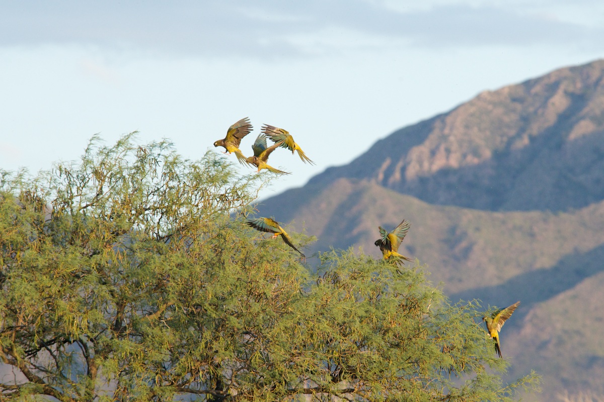 Loro barranquero (Cyanoliseus patagonus)