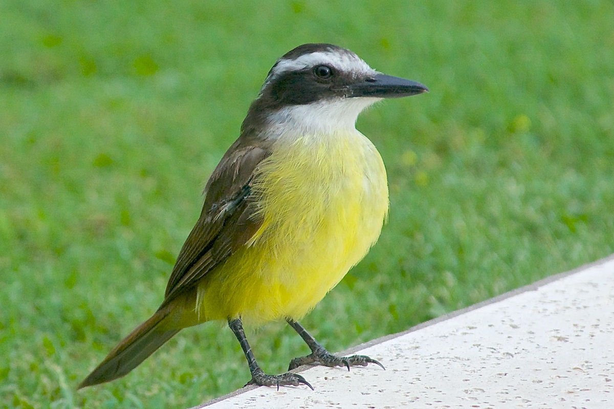 Benteveo (Pitangus sulphuratus)