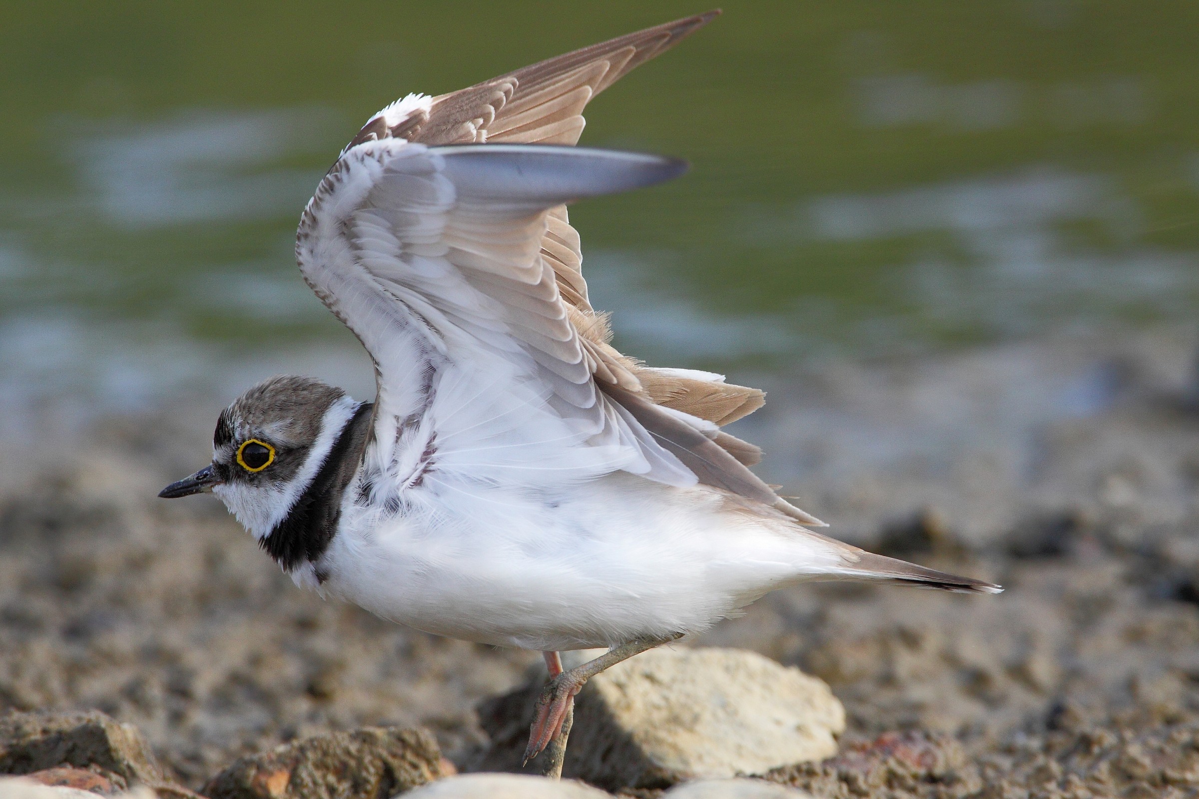 corriere piccolo streacing