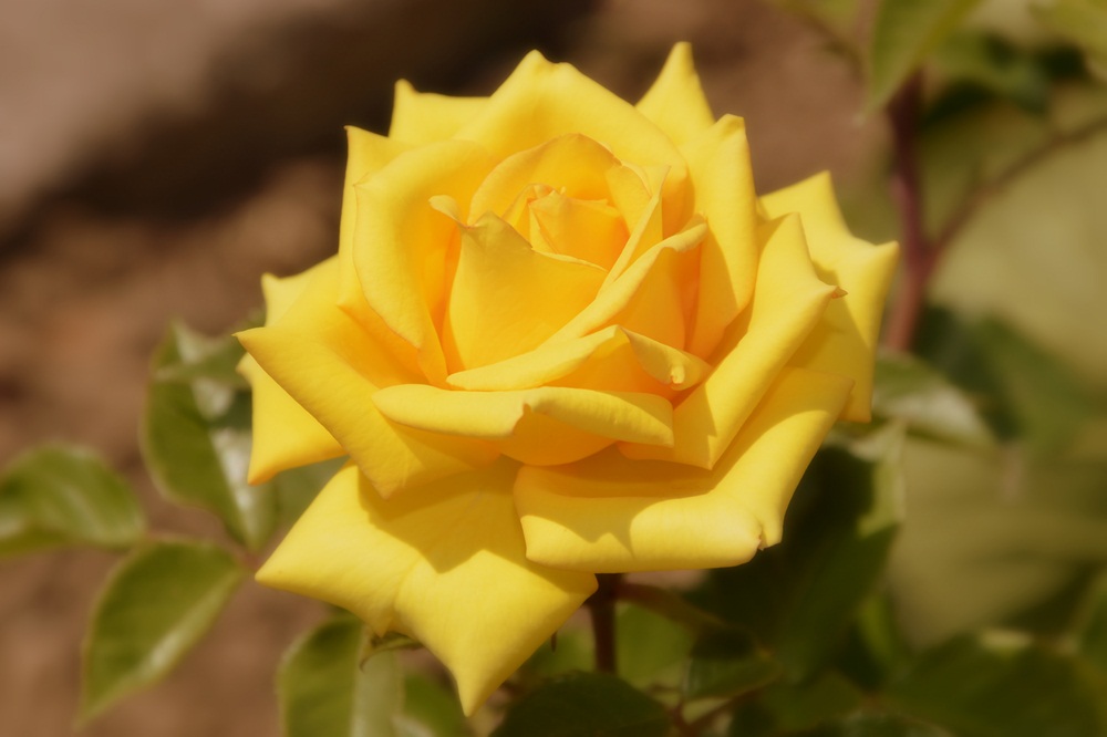 Un po' di macro o quasi