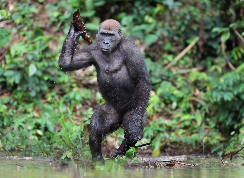 Gorilla di pianura occidentale