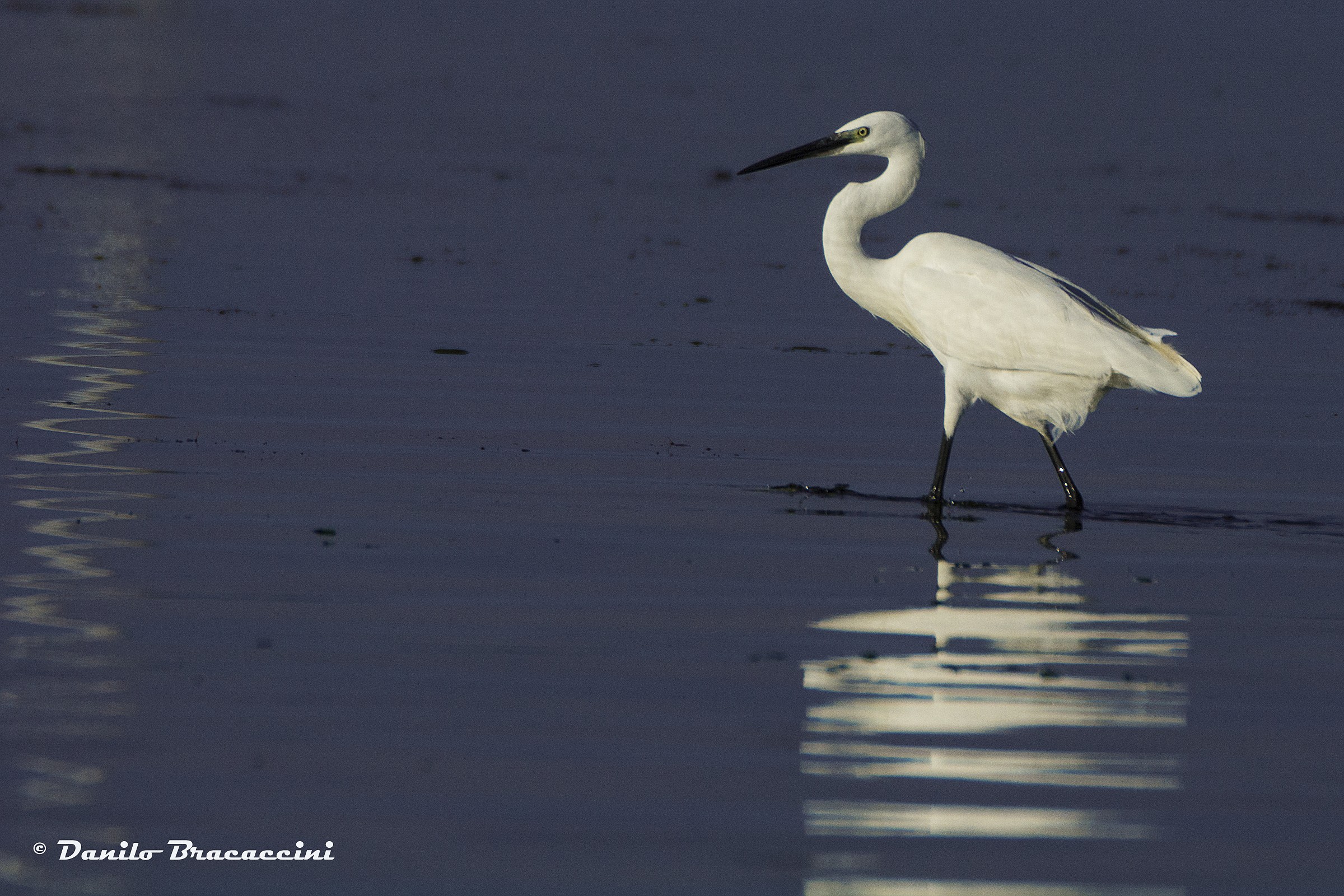 In un mare porpora...