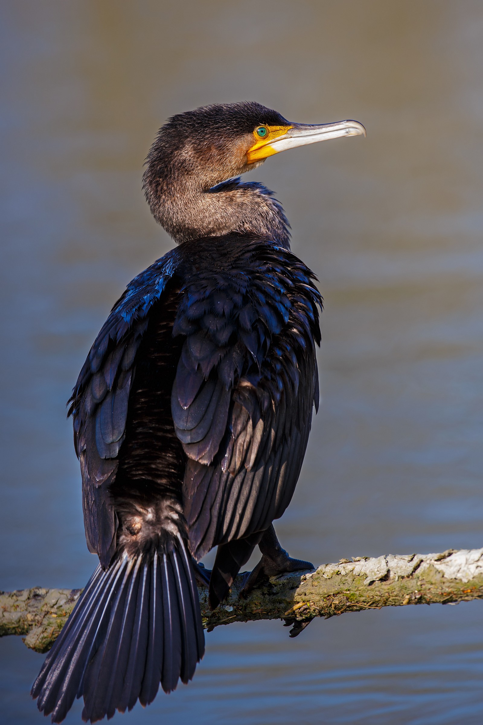 Cormorano