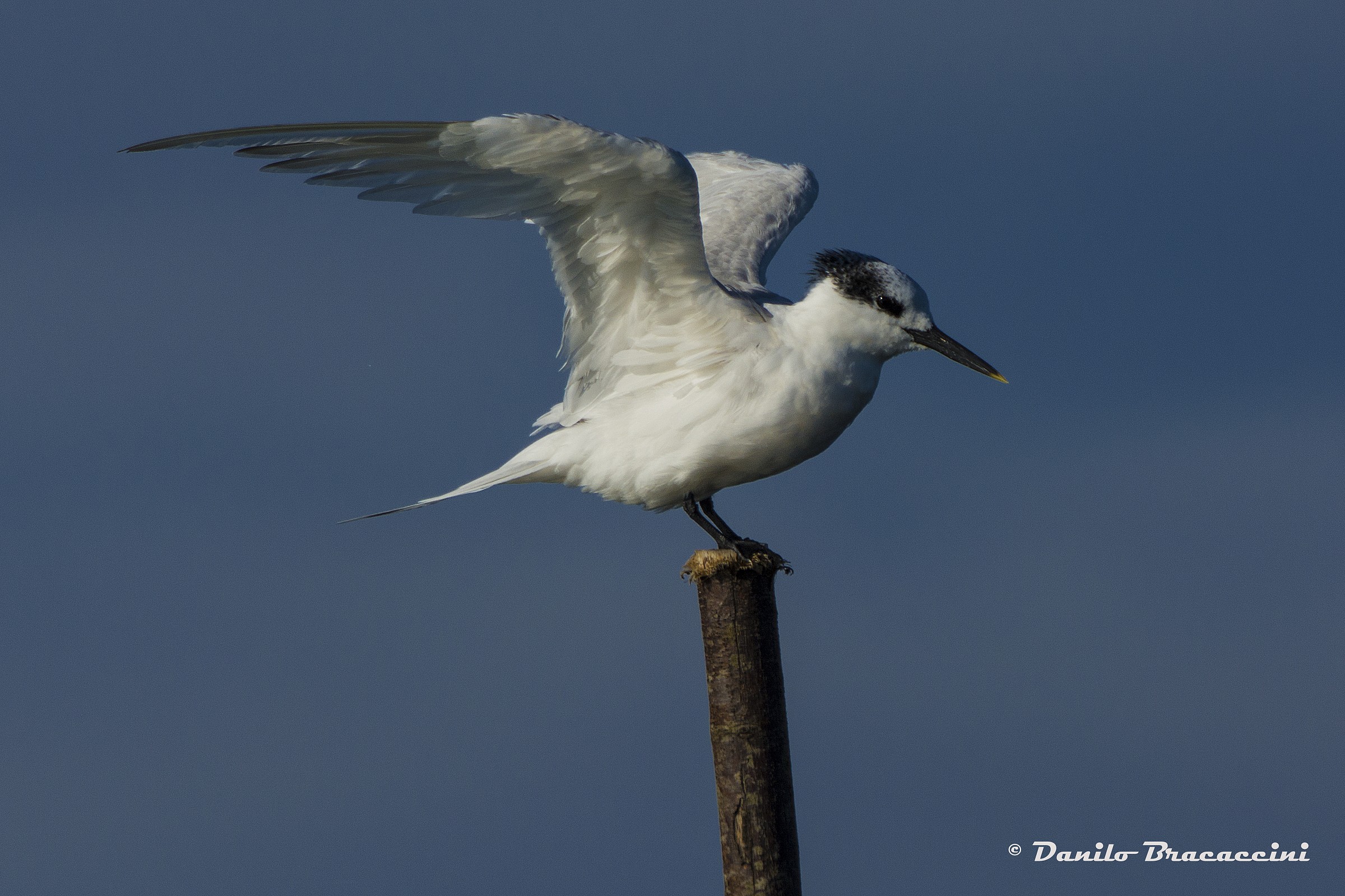 Sandwich Tern