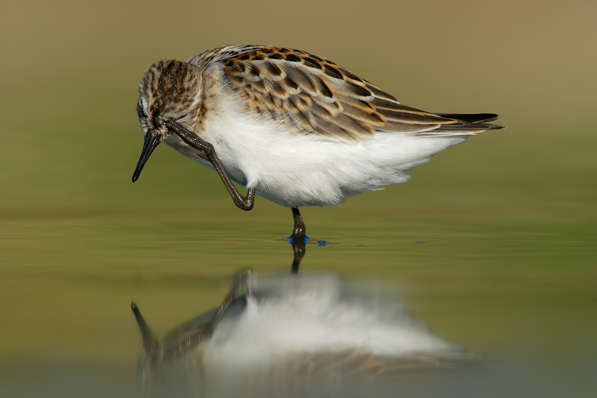 Little Stint