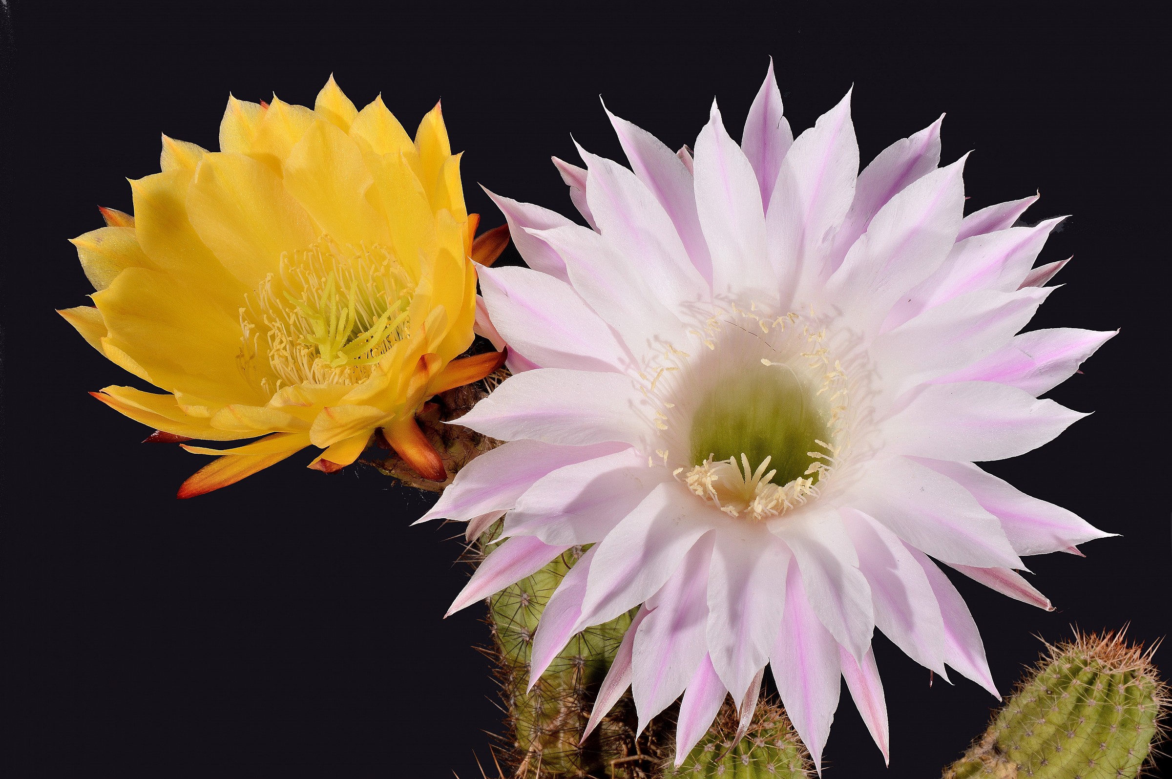 fiori di cactus insieme