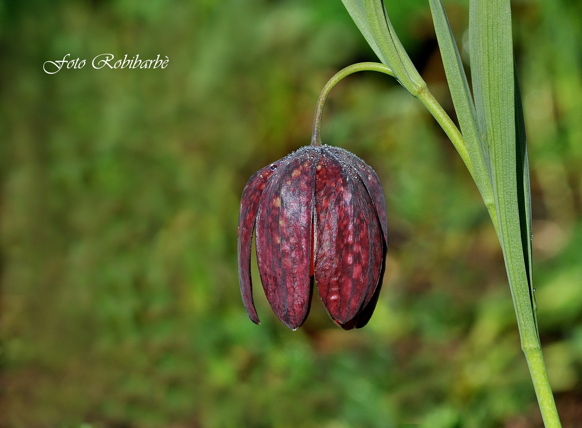 Fritillaria tubaeformis.....