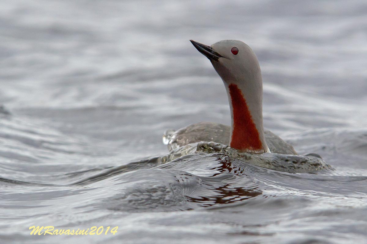 Strolaga minore, adulto in abito nuziale