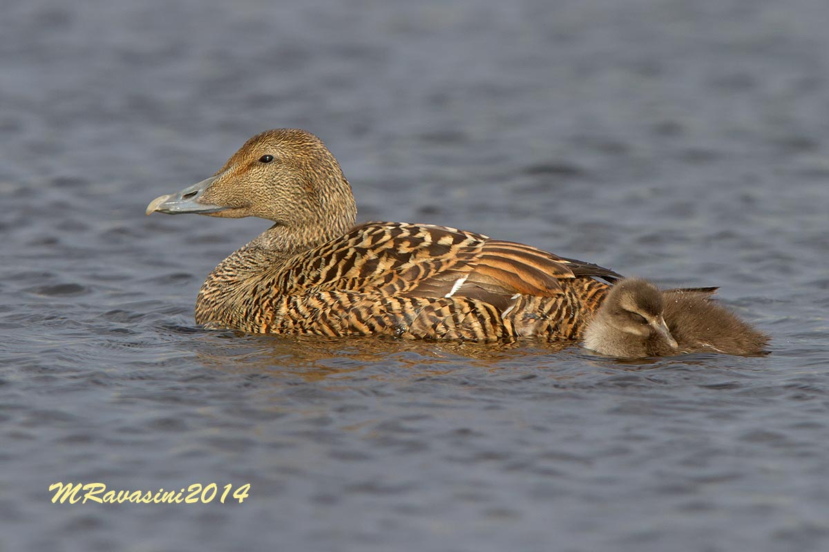 Edredone femmina con pullo