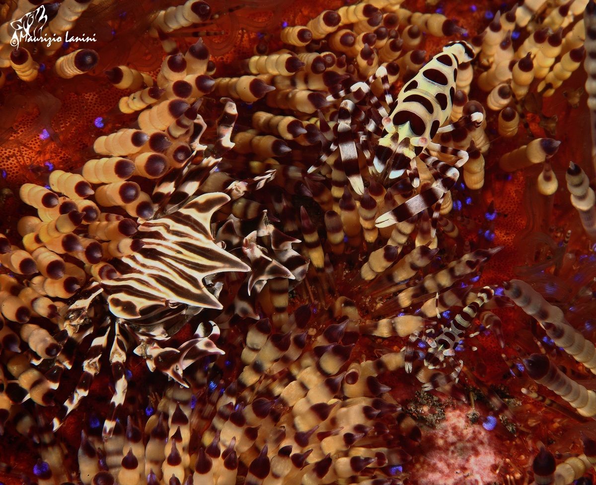 Alien 2 Sound of Music