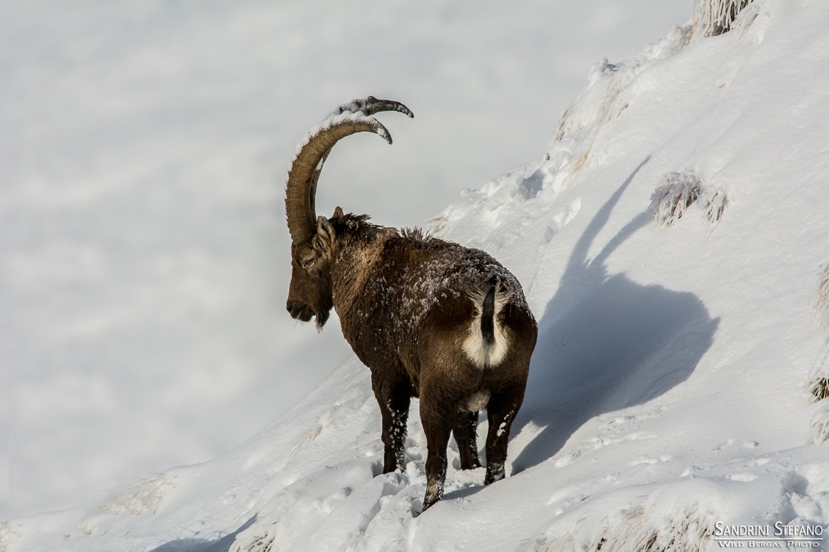 FreeRider without Ski