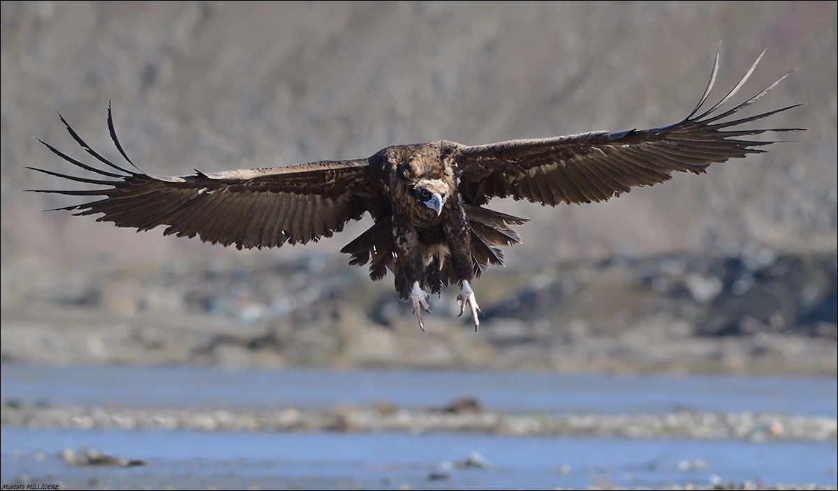 Cinereous Vulture ...