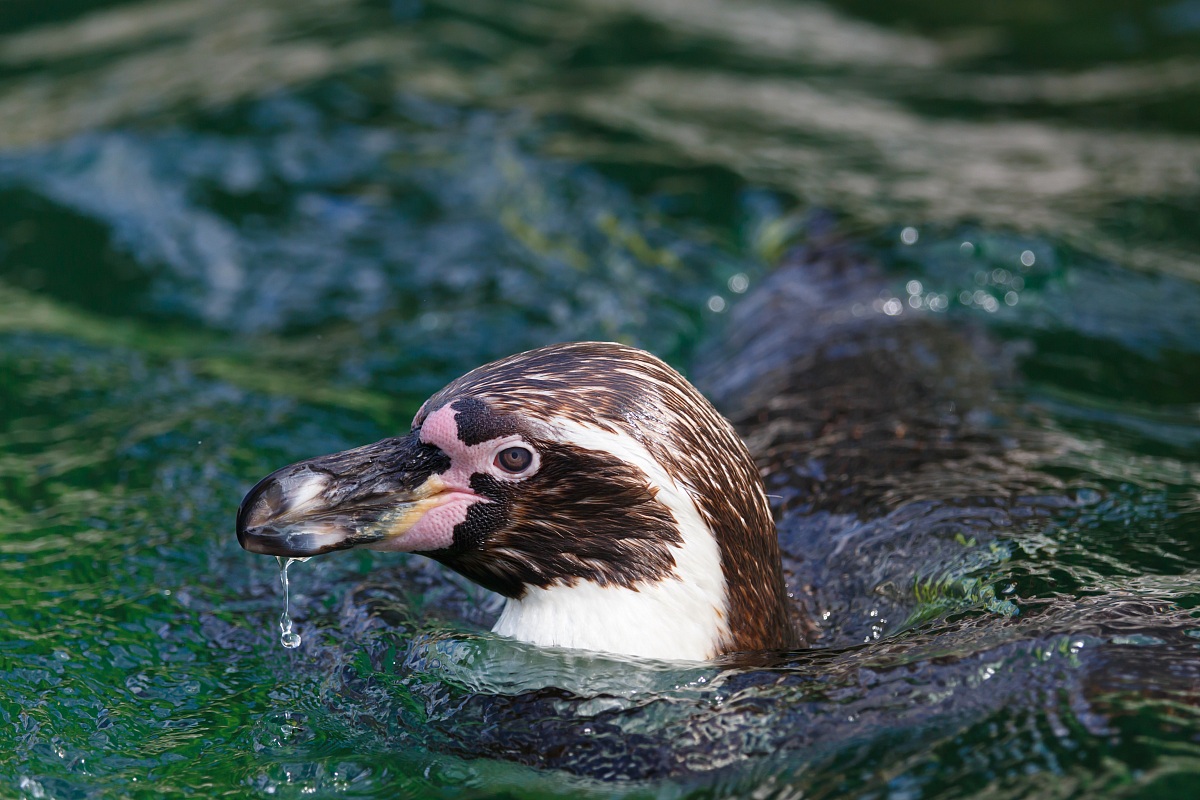 Humboldt Penguin