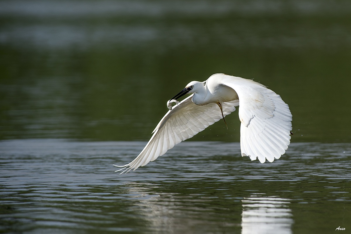 Egret with prey