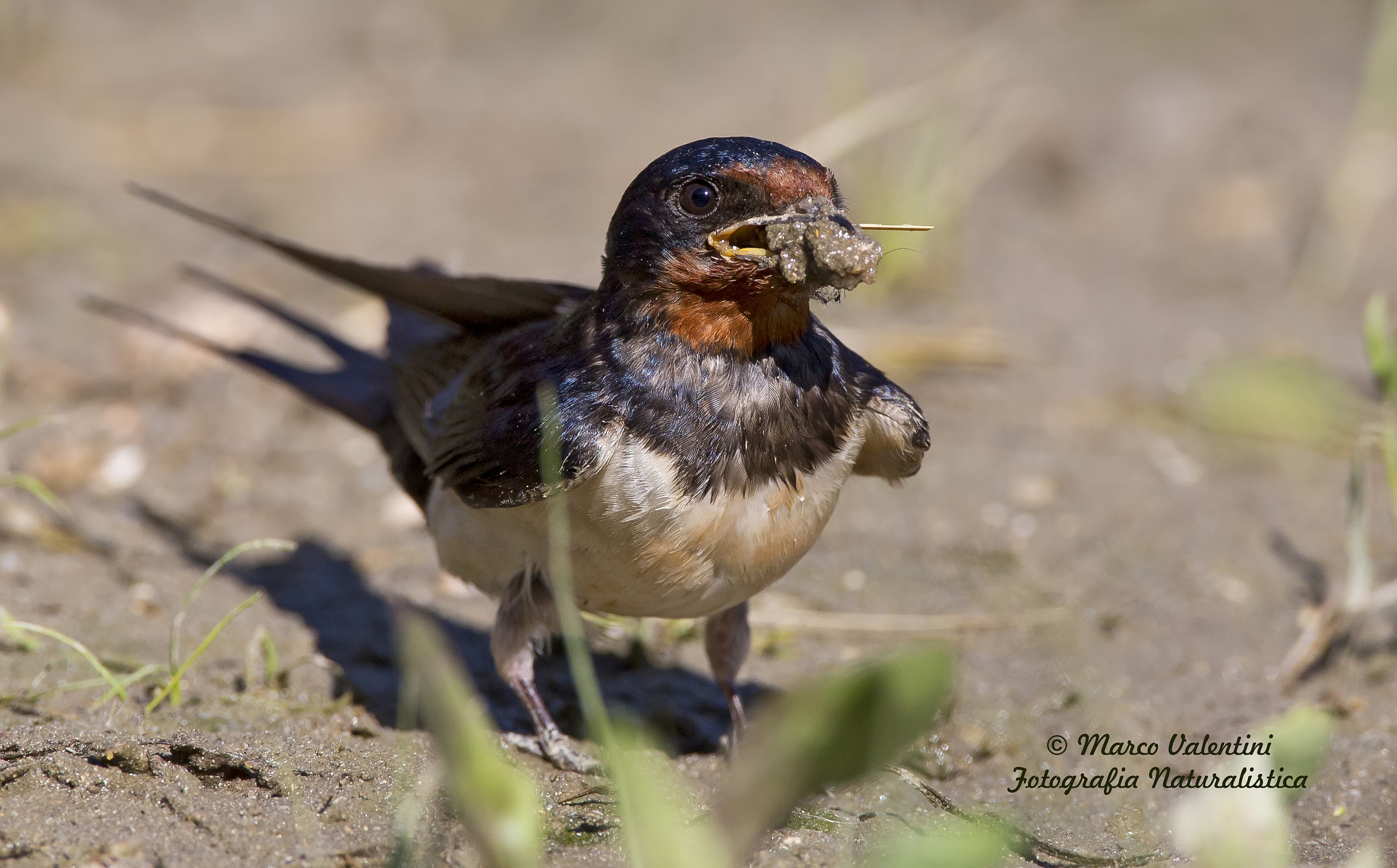 The mud for the nest
