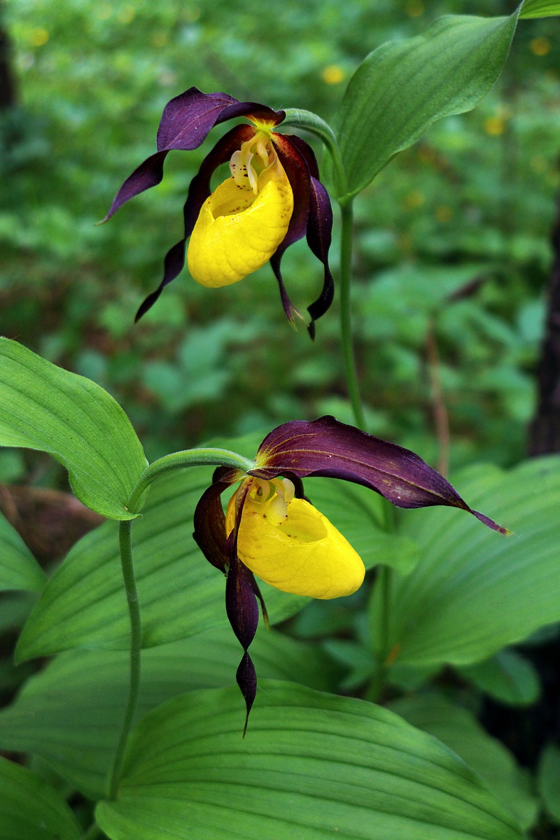 Orchidea Scarpetta di Venere/Cypripedium calceolus