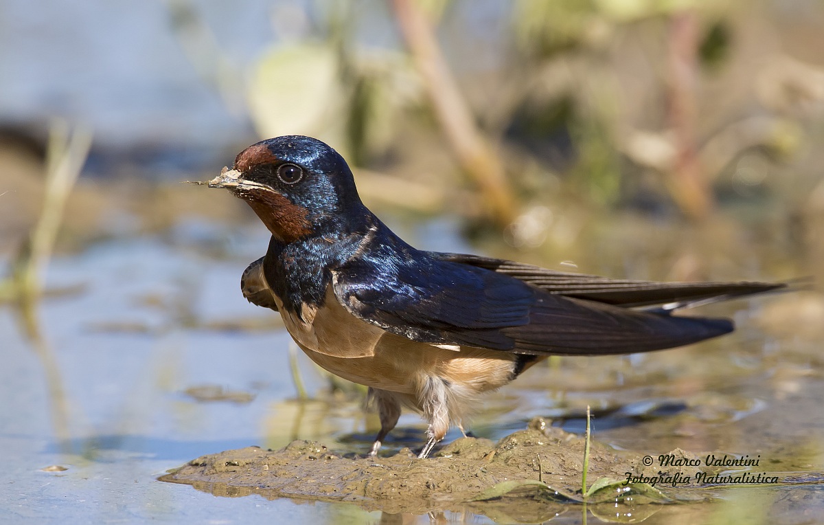 The mud for the nest