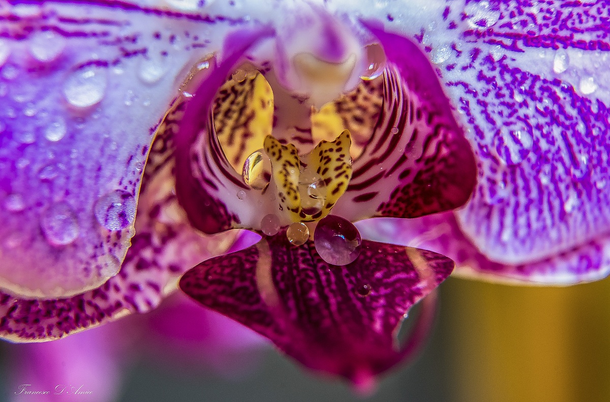 mouth orchid