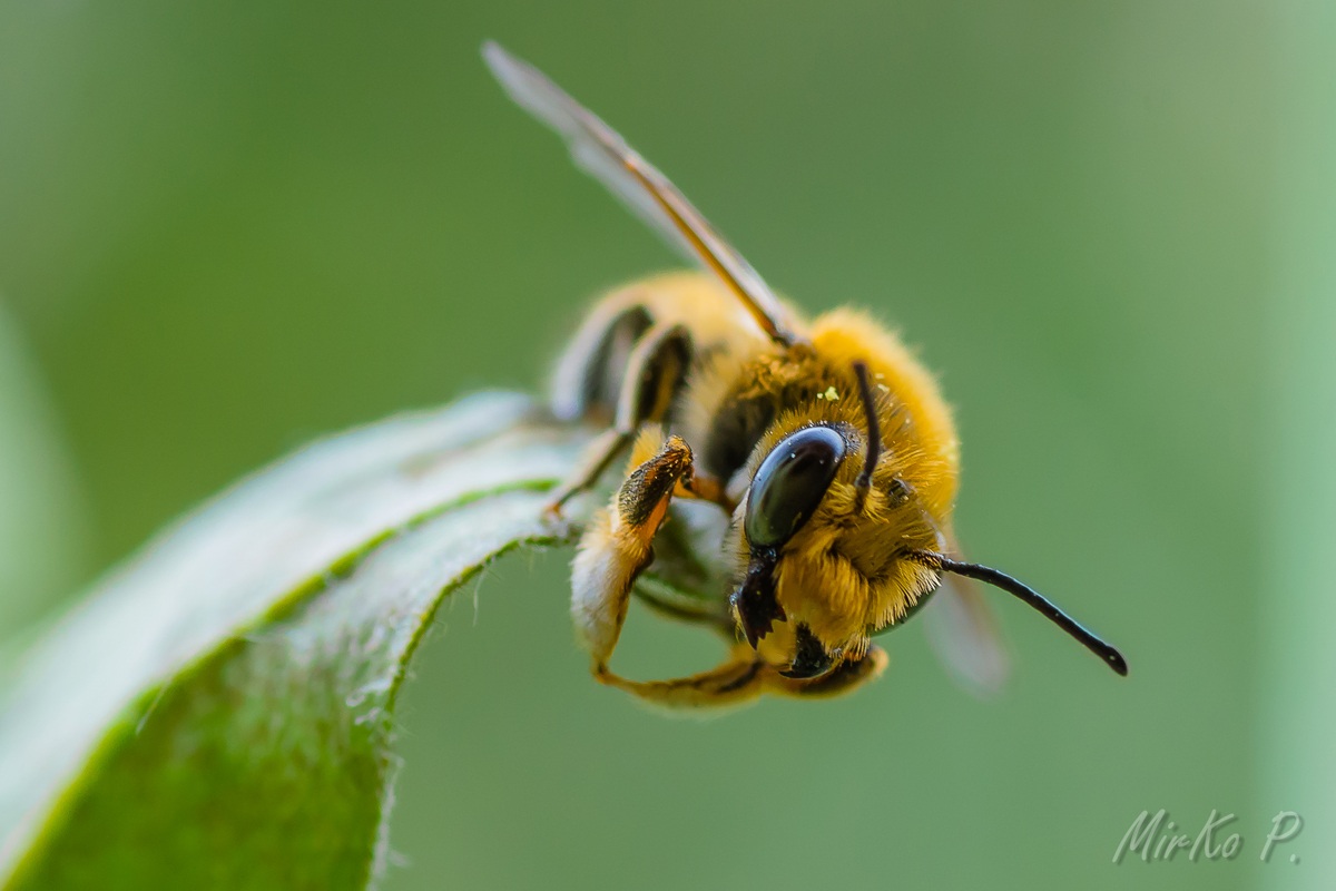 Ape (stanca) sul balcone di casa!