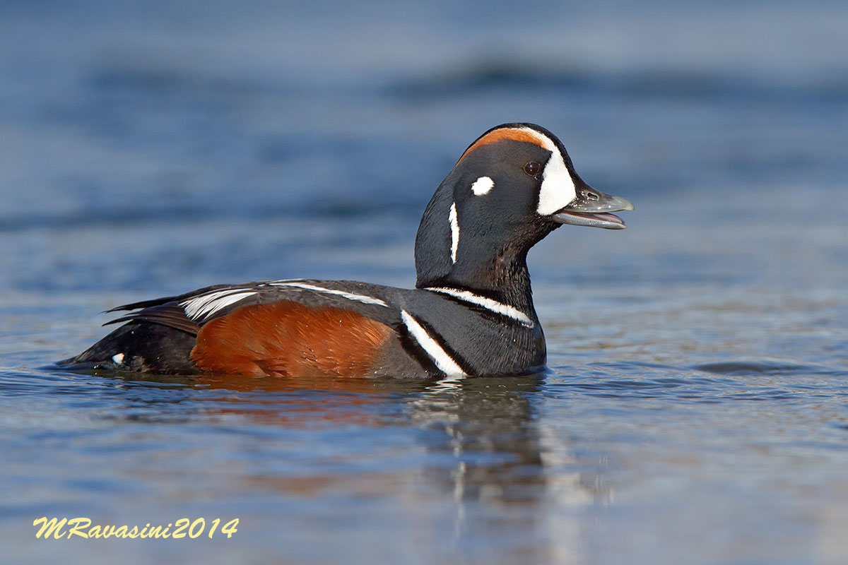 Moretta ar×, maschio in abito nuziale