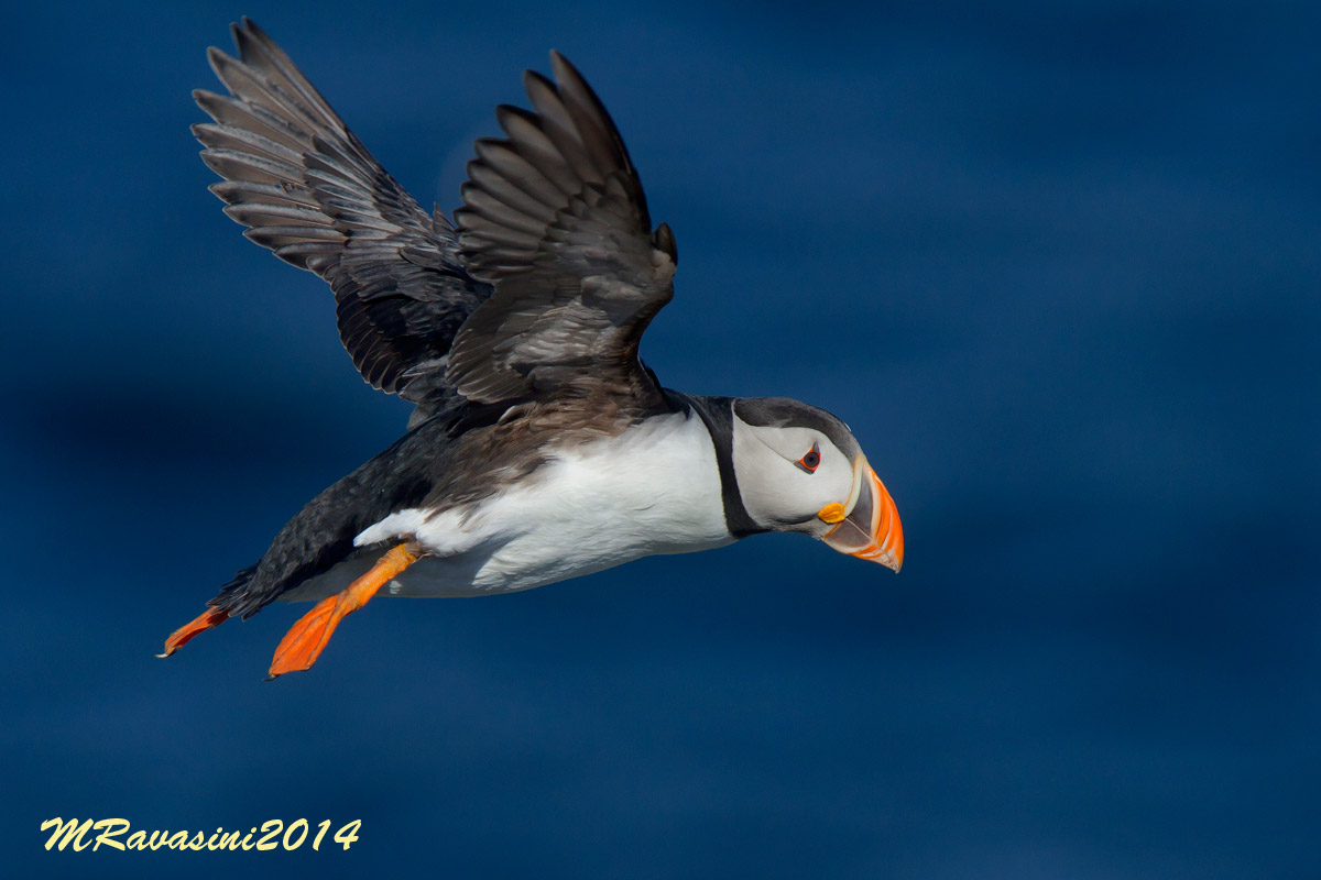 Pulcinella di mare, adulto in volo