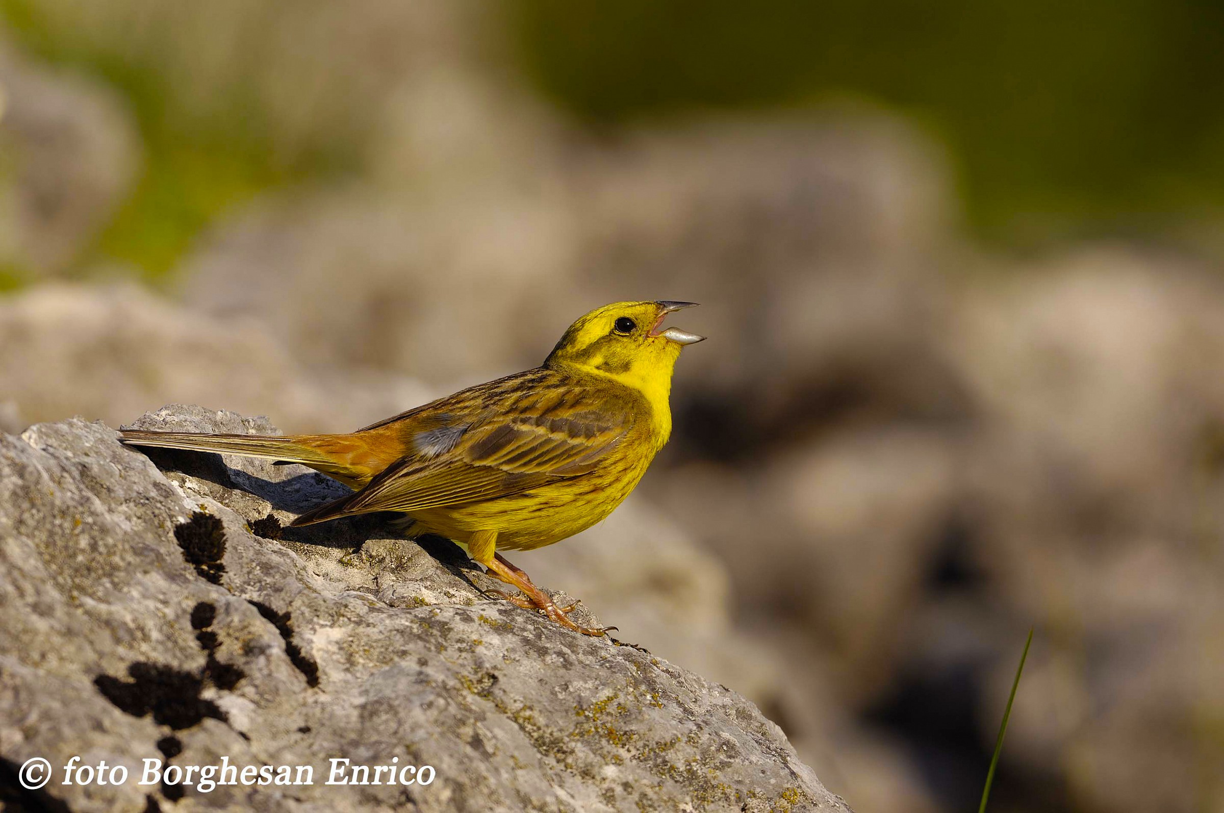 Yellowhammer