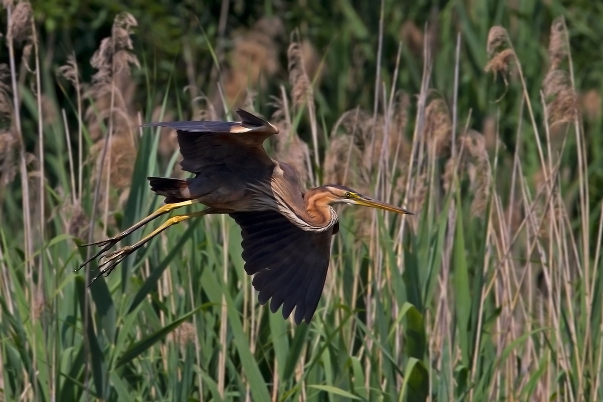 Purple Heron