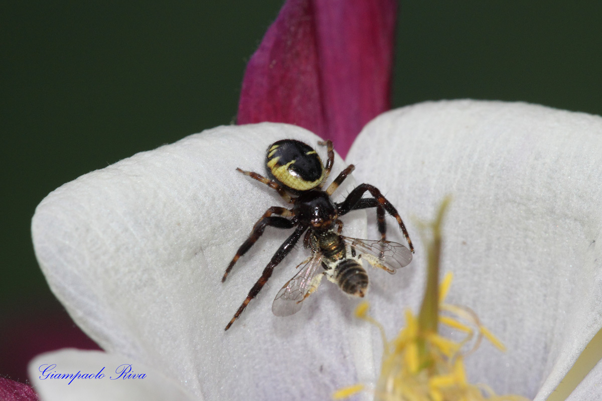 ragno synema globosum  cattura imenottero 2