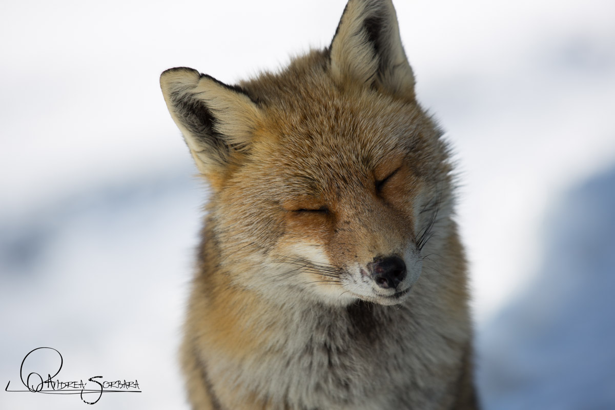 La mia prima volpe!_01