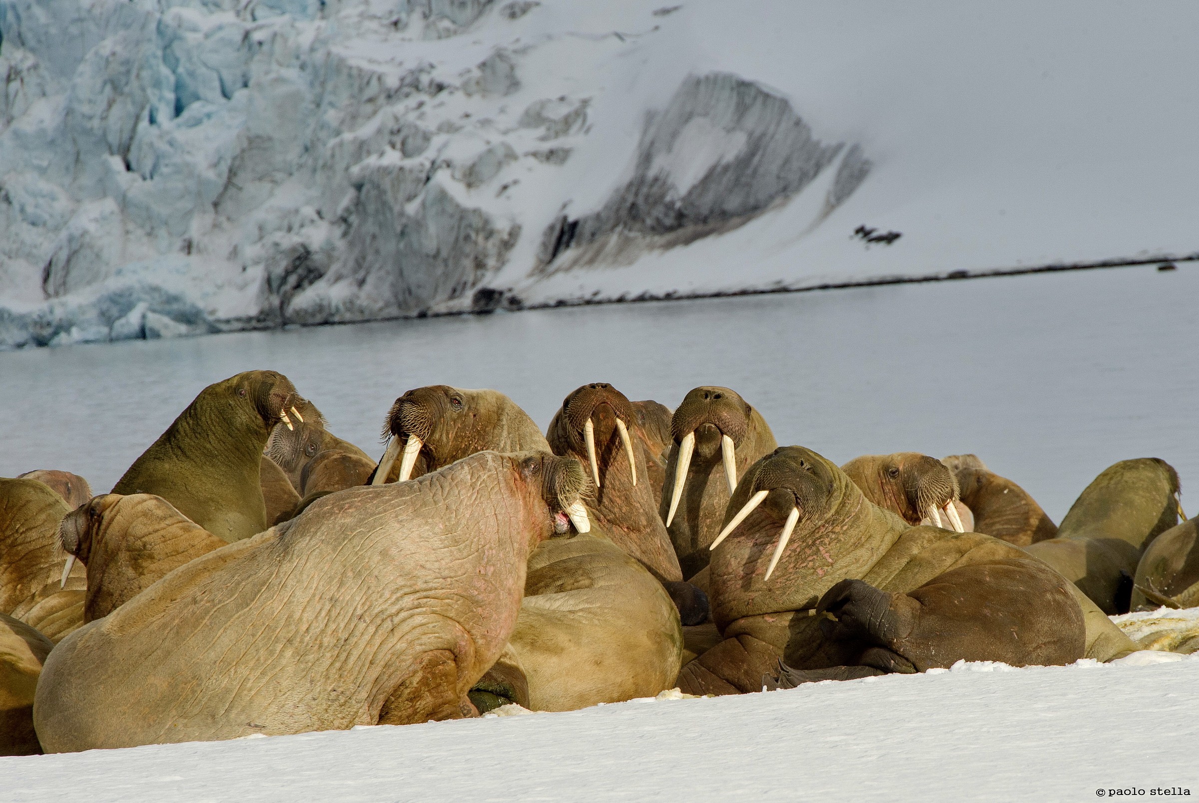 walruses in the sun