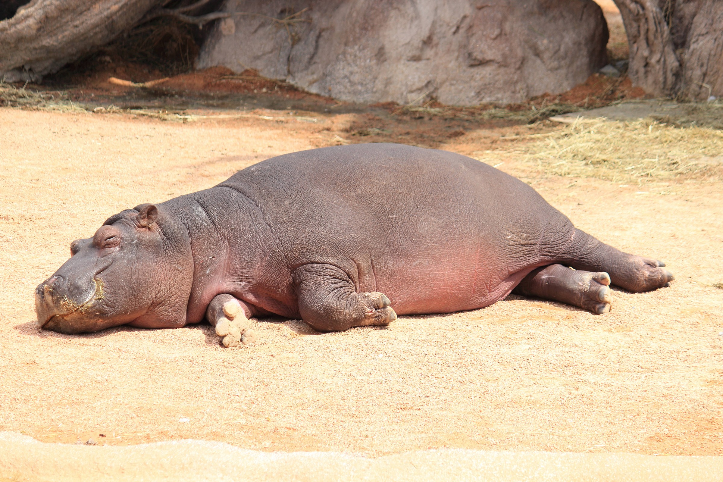 pisolino da ippopotamo