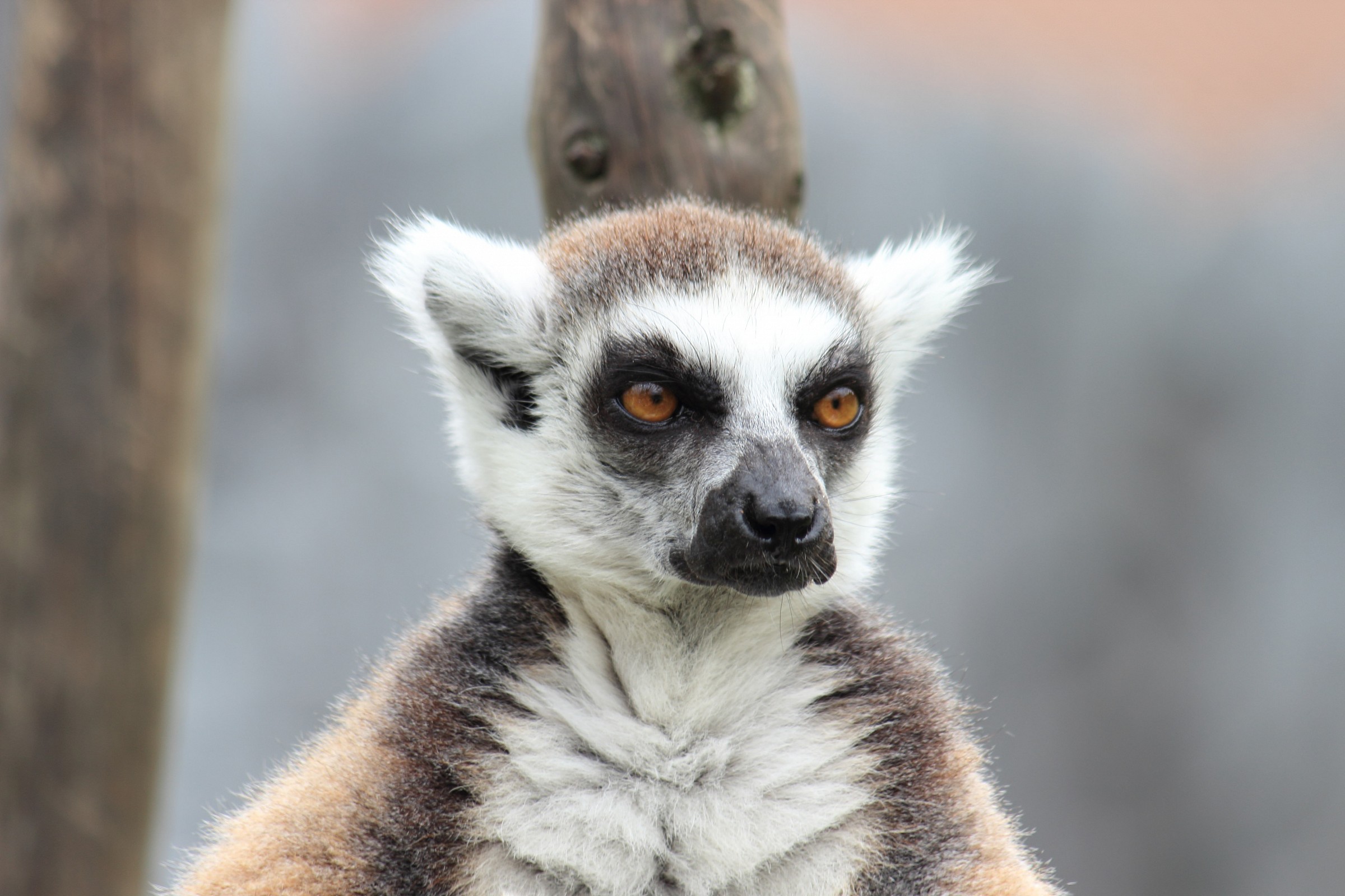 pensieroso in mezzo alle foglie