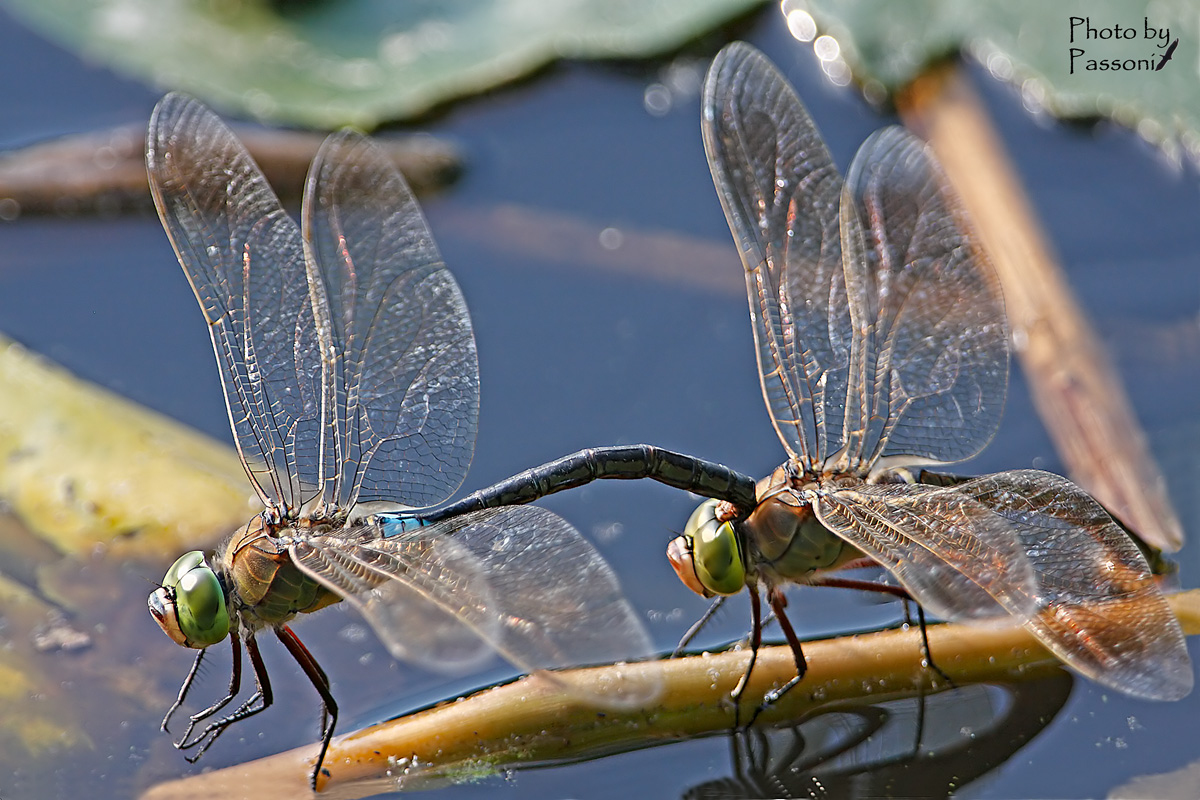 Anax parthenope!