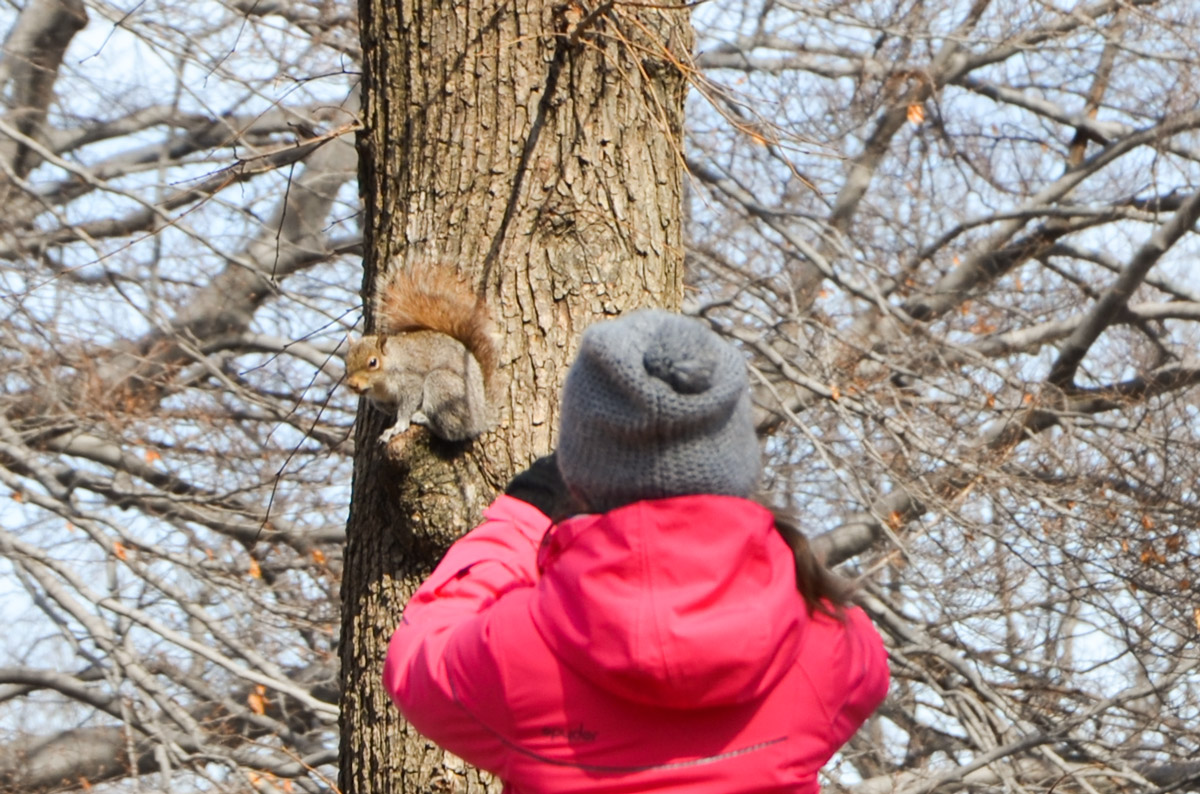 The little girl and the squirrel