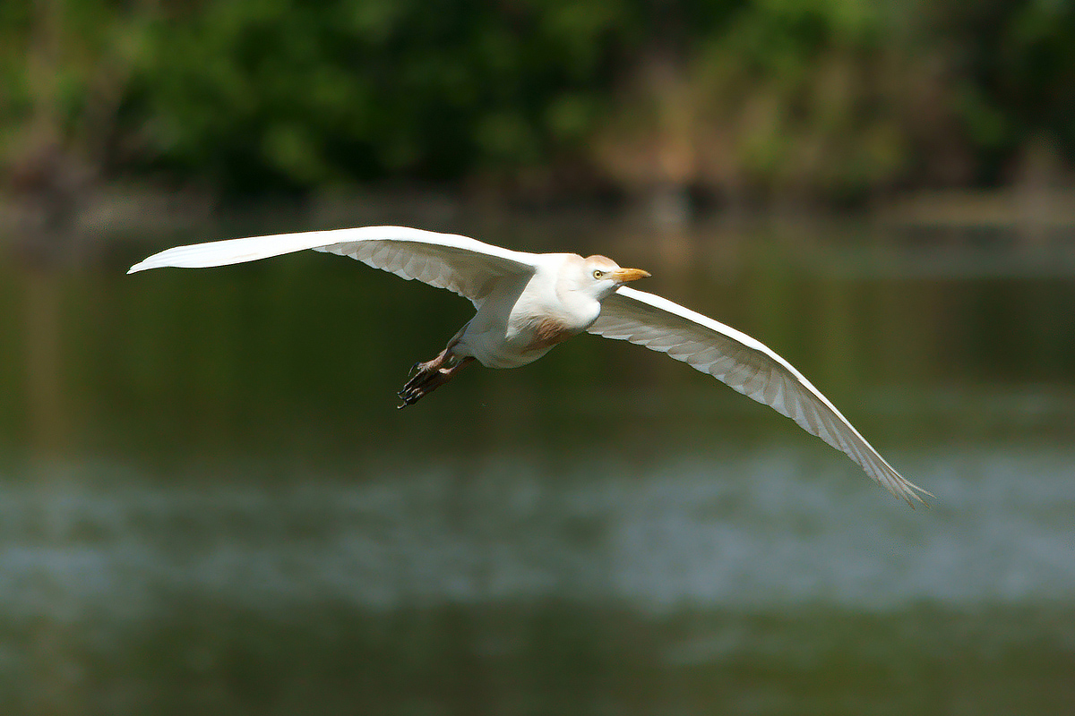 Cattle Egret