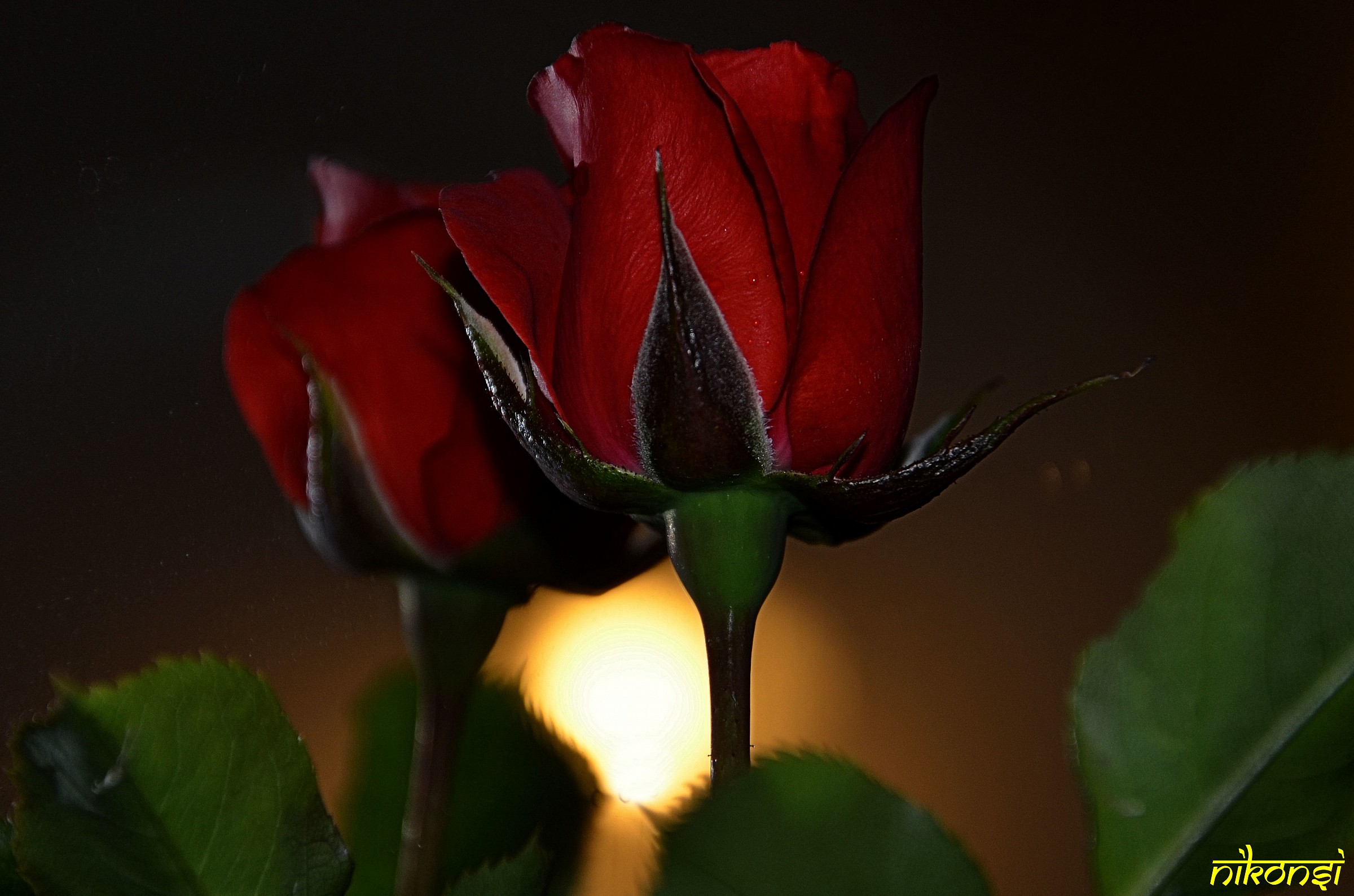 Rosebud in the mirror