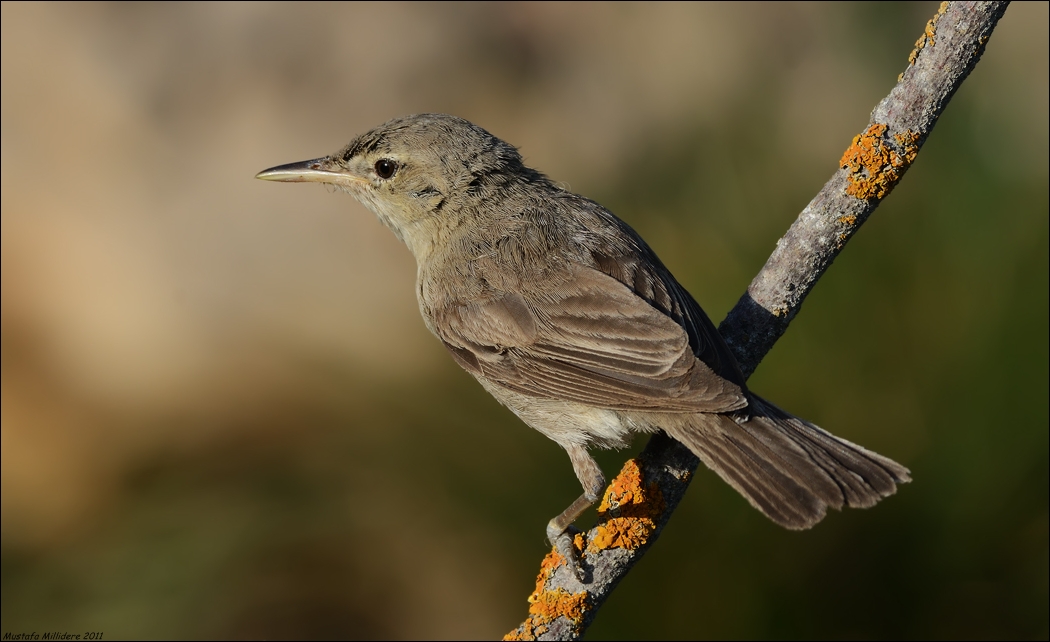 Olivaceous Warbler ...