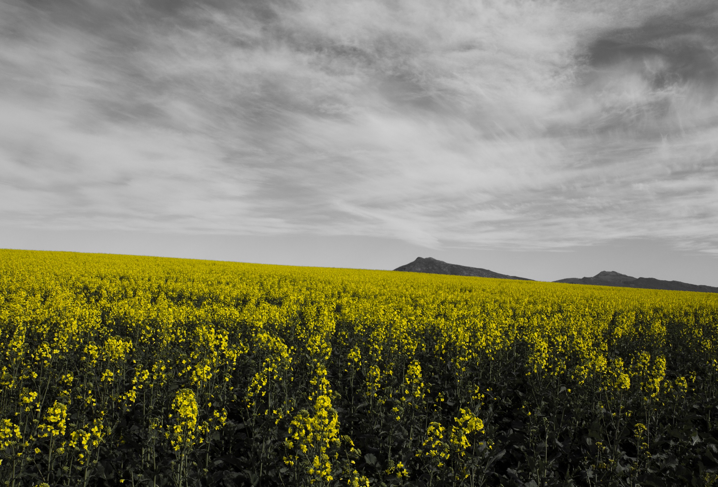 On the way .... yellow paradise