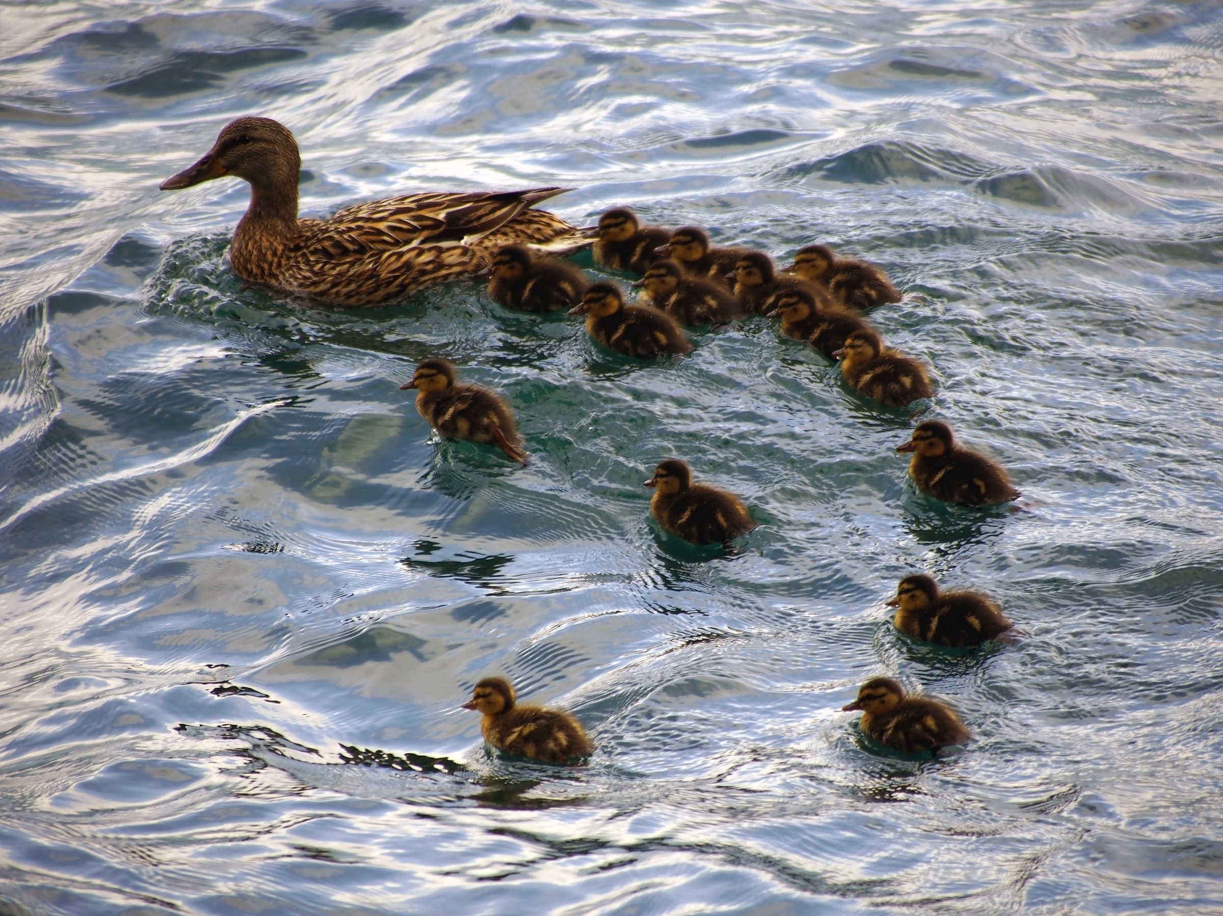 mamma Germano con piccoli