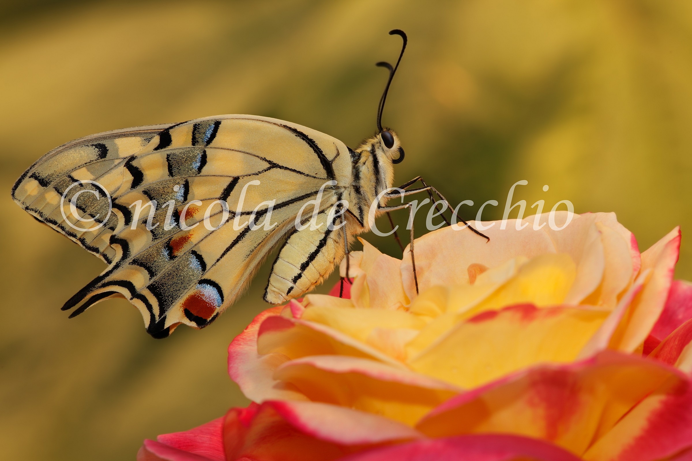 The Queen on board the Orient Express