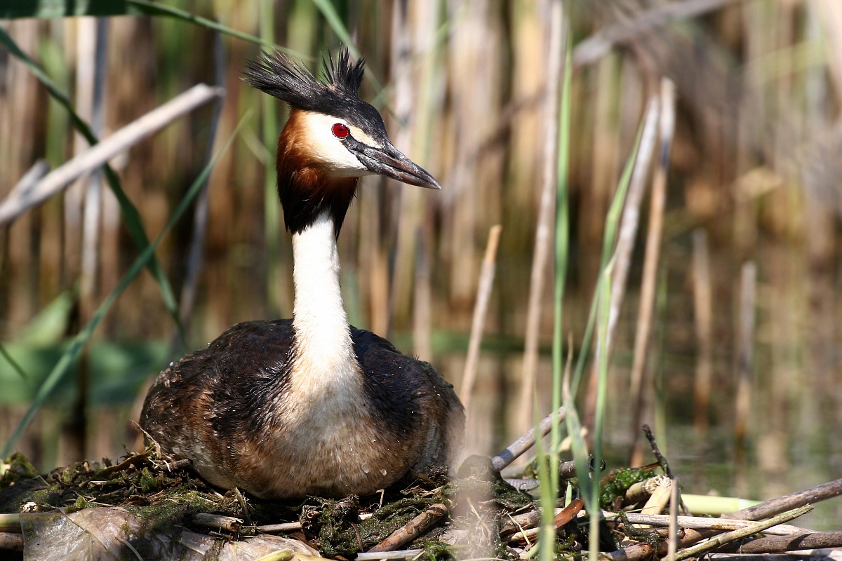 Mom Grebe