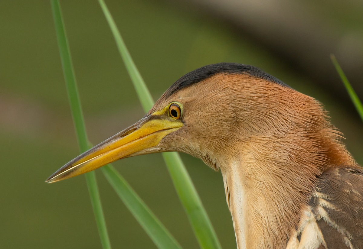 Ritaglio crop di Tarabusino