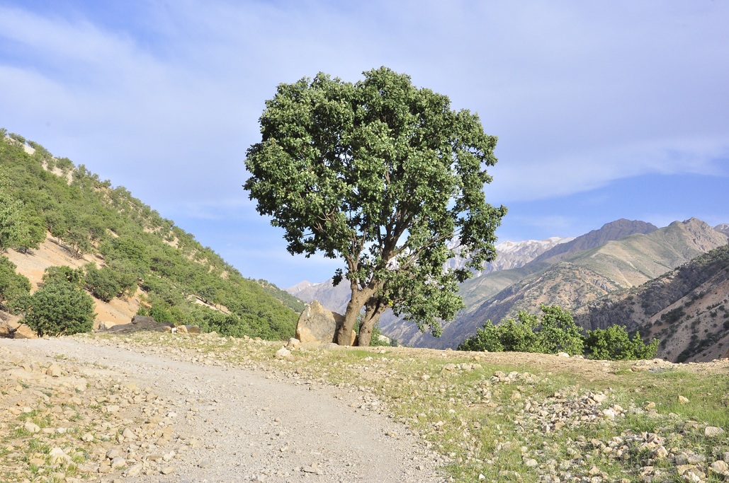 Doorak poshtkooh,fereydunshahr,iran