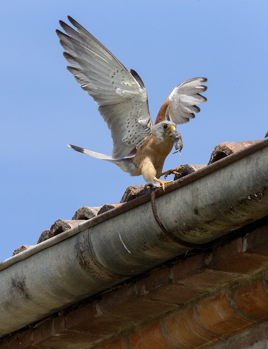 Lesser Kestrel Falco 3