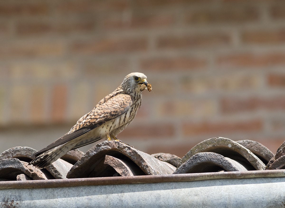 Lesser Kestrel 4