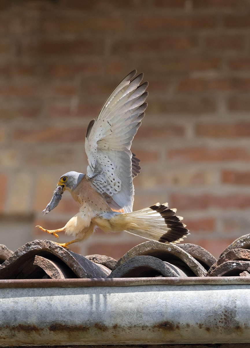 Lesser Kestrel 5