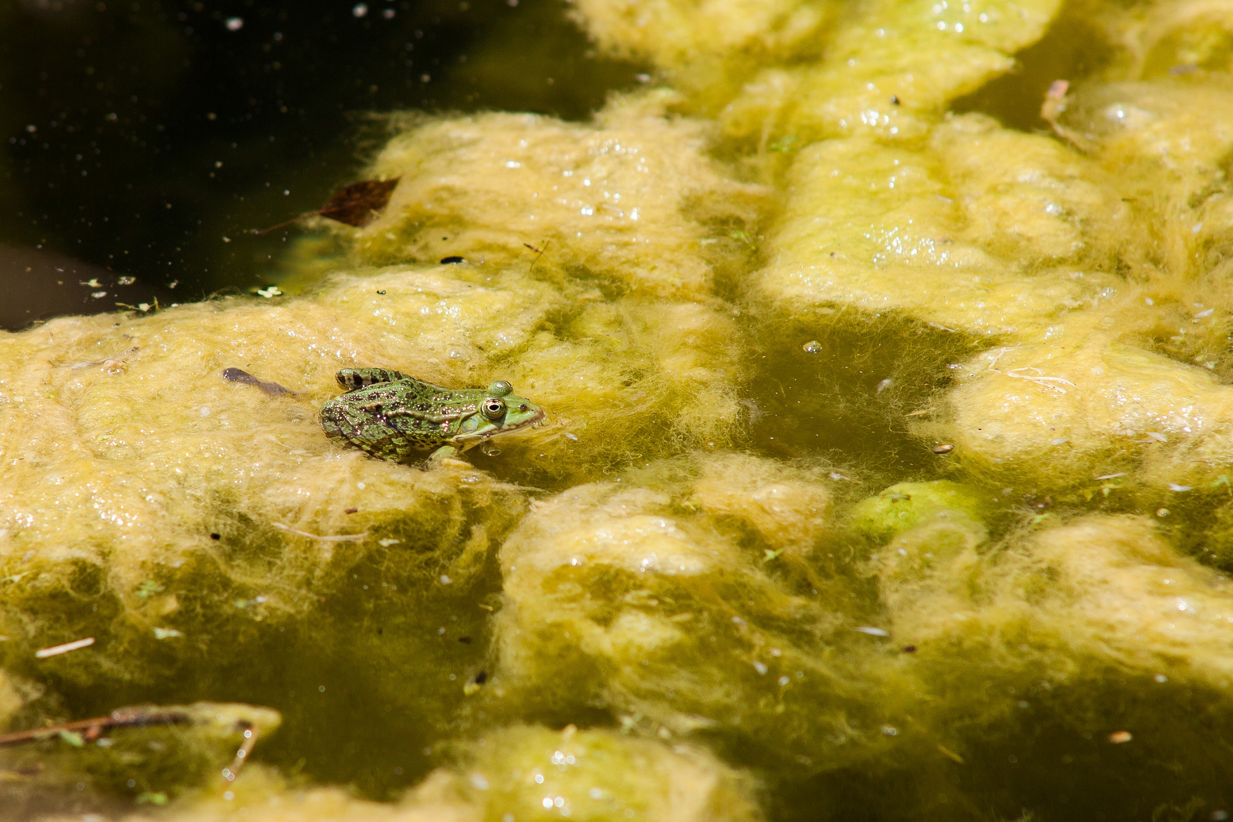 Frog in the pond