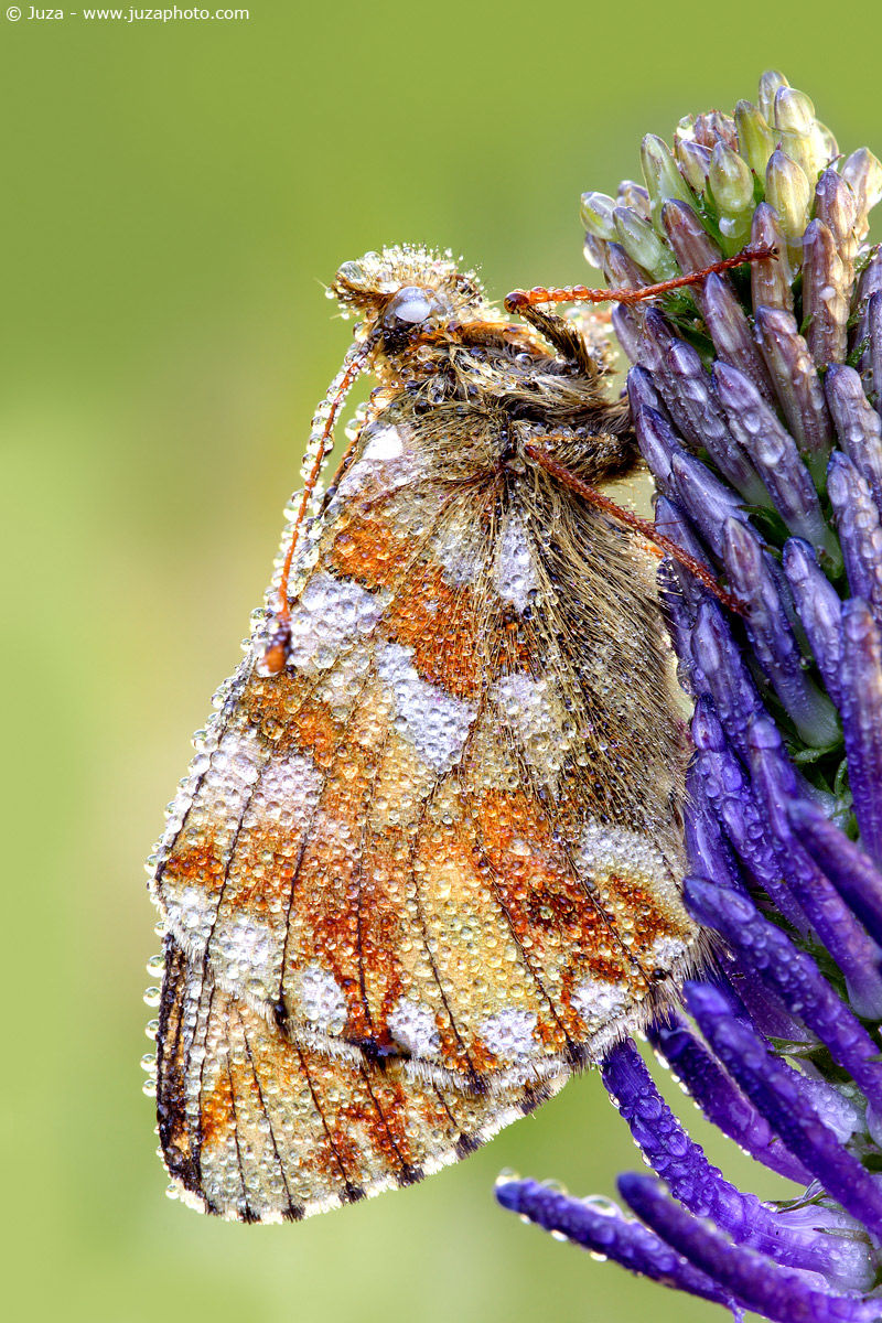 Boloria napaea, 001719